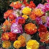 51xkBkSRooL. SL160  California Poppy Seeds