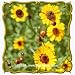 1 Oz Golden Wave Tickseed (Coreopsis basalis) Bulk Wildflower Seeds