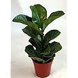 Hirt's Fiddleleaf Fig Tree - Ficus - Great Indoor Tree - Easy - 4" Pot