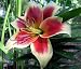Altari Oriental Trumpet Lily - 2 Bulbs