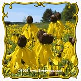Yellow Coneflower (Ratibida pinnata) Jumbo Wildflower Seed Packet - 2000 Seeds