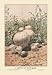 Group of Puff-Balls 12x18 Giclee on canvas - Prints - 12261-7CG12