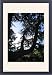 Framed Prints of SG-20056 Cedar Tree from Ardea Wildlife Pets