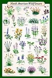 NORTH AMERICAN WILDFLOWERS - 24x36 - ART PRINT / POSTER