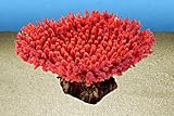 ACROPORA HYACINTHUS rot