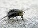 Citizens Guide to Pest Control and Pesticide Safety