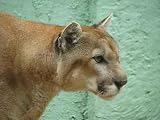 Florida Panther 2 Felidae Carnivora - 24"W x 18"H - Peel and Stick Wall Decal by Wallmonkeys
