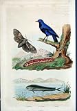 *125 H/C Natural History By Baron, Fries, Perdetti 1839