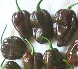 Eine extrem scharfe, braune Chili-Sorte - Habanero chocolate - 10 Samen
