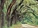Live Oaks Covered in Spanish Moss and Ferns, Cumberland Island, Georgia, USA Photogra...