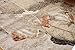 Generations Contemporary Flower Rust Gold Silver White Modern Squares Area Rug Rugs 5'2 x 7'3