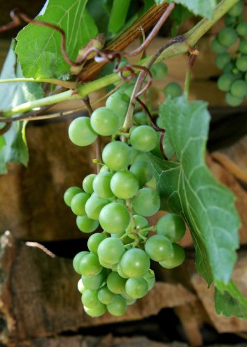 HEIRLOOM NON GMO Green Grape 5 seeds