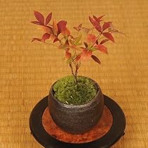 ミニ盆栽：南天