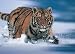 SIBERIAN TIGER ANDY ROUSE PHOTO 24X36 POSTER PP0103