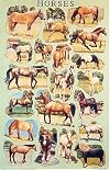 Horses Poster