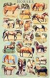Horses (Posters)