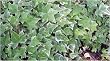 Ann Marie Ivy Evergreen Hedera Helix Live Plant
