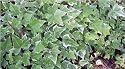 Ann Marie Ivy Evergreen Hedera Helix Live Plant