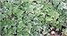 Ann Marie Ivy Evergreen Hedera Helix Live Plant