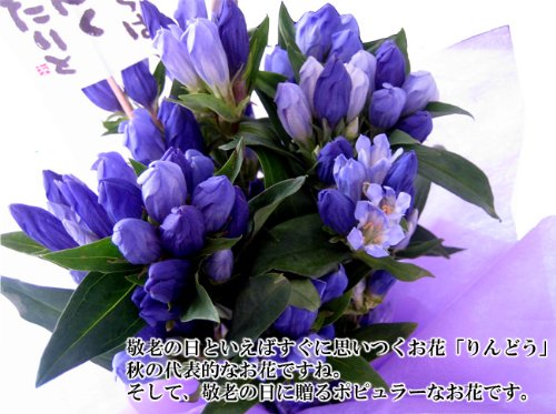 【9/20（月）お届け】　祝！敬老の日 高貴な花色リンドウ4号花鉢　敬老の日ラッピング付き【送料無料】【敬老の日ギフト】【指定日限定】【沖縄・離島は配送いたしません】