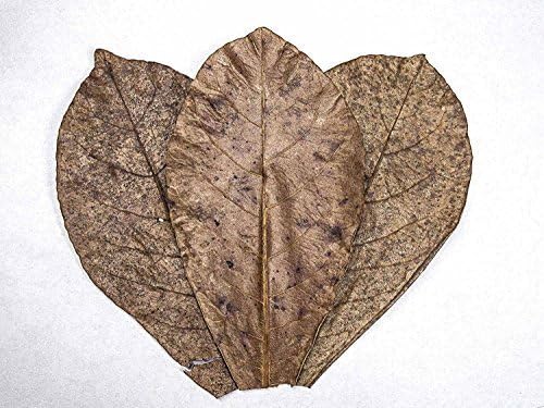 10 Catappa Indian Almond Leaves for Breeding Shrimp, Snails, and Otocinclus Catfish - Dried, Cleaned, Prepared for Aquarium Use! by Aquatic ArtsTM by InvertObsessionTM