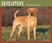 Labrador Retrievers, Yellow 2008 Boxed Calendar