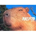 カピバラ