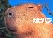 カピバラ