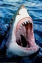 Great White Shark Animals Art Poster Print by Brandon Cole, 24x36