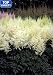 Ellie Astilbe Japonica Hybrid