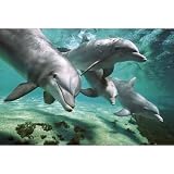 Dolphins Underwater Poster Ocean Photo Poster Print, 36x24 Poster Print, 36x24 Poster Print, 36x24