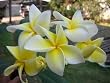 8 inch to 12 inch plumeria frangipani pflanze cutting rooted plumeria frangipani Ausschnitt verwurzeltes ,name "pure gold"
