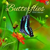 2016 Butterflies Wall Calendar