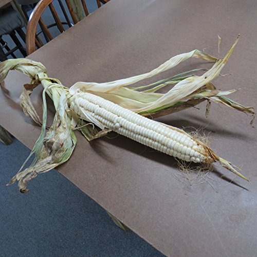#1206 *NEW* GIANT GOLIATH SILO CORN*35 seeds*rare*WHITE* #1206 *NEW* GIANT GOLIATH SILO CORN*35 seeds*rare*WHITE*