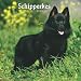 Schipperkes 2009 Square Wall Calendar (Multilingual Edition)