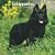 Schipperkes 2009 Square Wall Calendar (Multilingual Edition)
