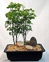 Ming Bonsai Tree with Small Riverstone Owl - Polyscias