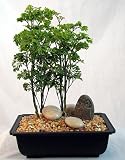 Ming Bonsai Tree with Small Riverstone Owl - Polyscias