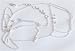 Sterling Silver Back Belly Chains Body Jewellery from India Max Length 35.75 inches (b196b)