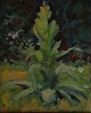 Mullein
