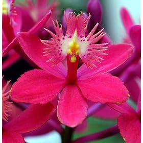 Short & Sweet Epidendrum Starter Orchid Plant