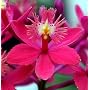 Short & Sweet Epidendrum Starter Orchid Plant - SALE*