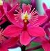 Short & Sweet Epidendrum Starter Orchid Plant