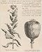 Photographic Prints of The Opium Poppy from Mary Evans