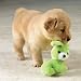 Zanies 5 ½ Plush Baby  Choo Choo Bunny Pet/Dog/Puppy Toy