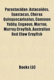 Parastacidae: Astacoides, Euastacus, Cherax Quinquecarinatus, Common Yabby, Engaeus, Marron, Murray Crayfish, Australian Red Claw Cr-