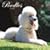 Poodles 2009 Square Wall Calendar