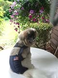 Joybies Patriotic Denim Piddle Pants(tm) for Medium Male Dog (Measuring 15-17 from Collar to Base of Tail)