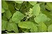 Canvas Prints of Asian or Korean Ginseng in flower from Ardea Wildlife Pets