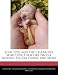 Shih Tzus and the Celebrities Who Love Them Like Nicole Ritchie, Zsa Zsa Gabor, and More